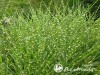 Miskantas kininis ,Little Zebra' (lot. Miscanthus sinensis) Miskantas kininis ,Little Zebra' (lot. Miscanthus sinensis)